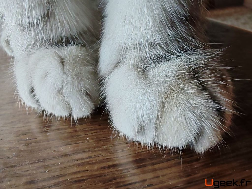 Photo en gros plan des pattes d'un chat